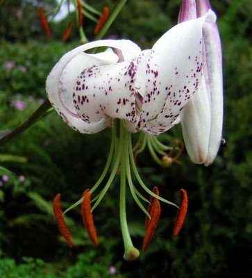Lilium_duchartrei1.jpg