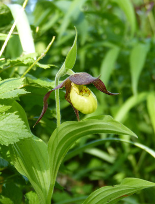 2018-05-05 Cypripedium 'Hank Small'.jpg