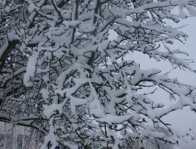 DSCN2681_Stimmung_unterm_Apfelbaum_.jpg