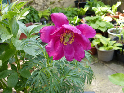 2018-05-05 Paeonia veitchii.jpg