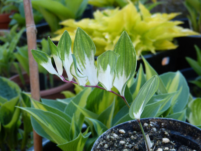 2018-05-05 Polygonatum 'Byakko'.jpg