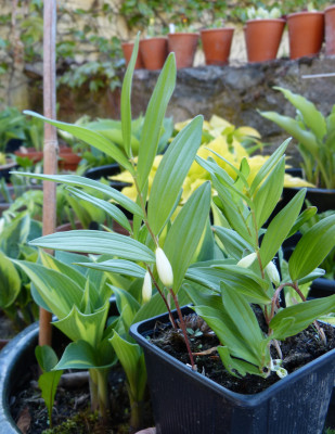2018-05-05 Polygonatum humile tall fm., red stem.jpg