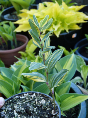 2018-05-05 Polygonatum 'Yamato-Nishiki'.jpg