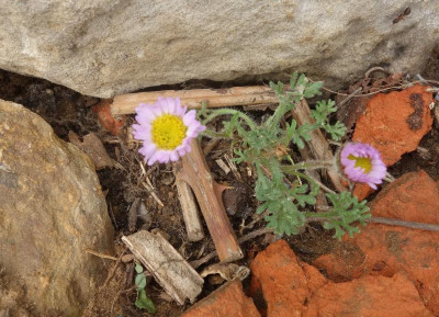 DSC05111 Aster.jpg