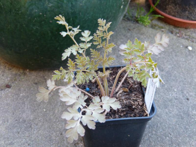2018-05-05 Corydalis ophiocarpa.jpg
