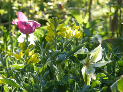 2018-05-05 Thermopsis montana.jpg
