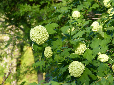 2018-05-05 Viburnum opulus 'Roseum'.jpg