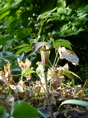 2018-05-05 Arisaema serratum AH201201.jpg