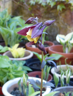 2018-05-05 Aquilegia buergeriana.jpg