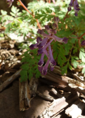 DSC05191 Corydalis shimienesis.jpg