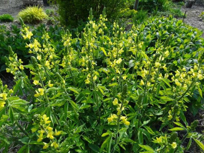 Thermopsis chinensis.jpg