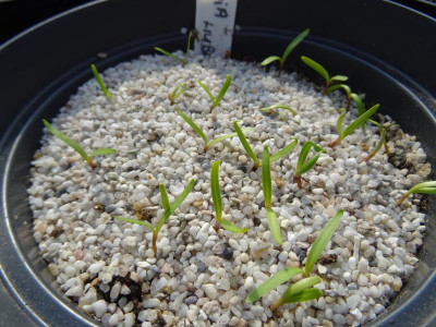 Amsonia hubrichtii Germination April 2018.JPG