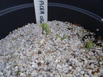 Picea omorika Germination April 2018.JPG