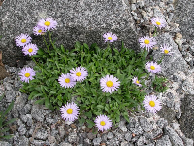 Erigeron grandiflorus 05.05.18.JPG