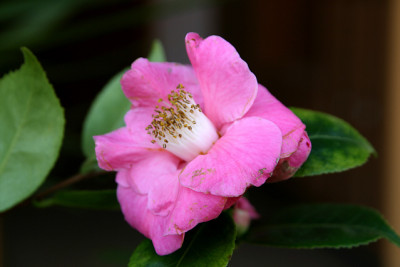 K_Ca_BunnyEars1403071.jpg