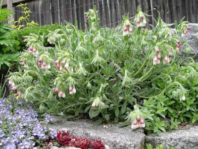 Onosma alborosea 01.05.18.JPG