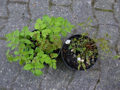 Aruncus 1.JPG