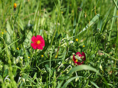 Helianthemum 'Red Orient' P5050230.JPG