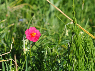 Helianthemum 'Magenta' P5050229.JPG