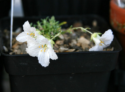St_SaxifragadinikiiformaalbaFloralpin140307.jpg