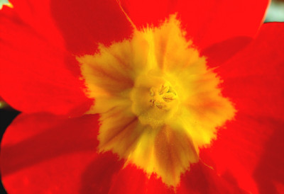 St_Primularot230307.jpg