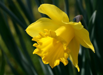 St_NarcissusDutchMaster230307.jpg
