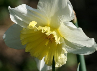 St_NarcissusFinnland230307.jpg