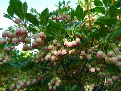 Enkianthus campanulatus May 2018.JPG