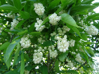 Staphylea pinnata May 2018.JPG