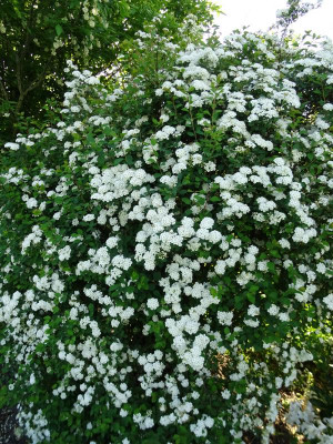 Spirea vanhouttei May 2018.JPG