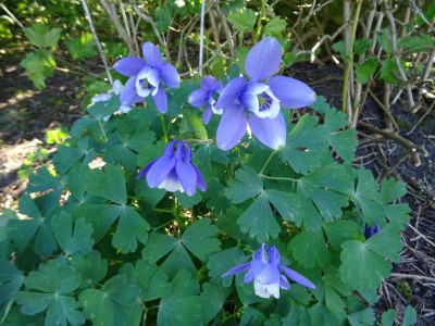 Aquilegia flabellata Nana May 2018.JPG