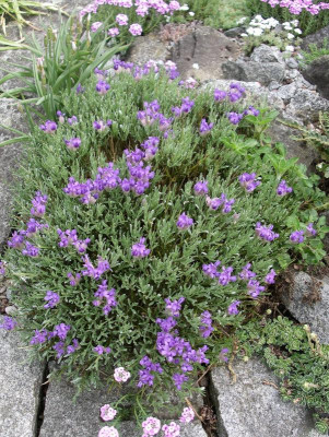 Erinacea anthyllis Alhambra 03.05.18.JPG