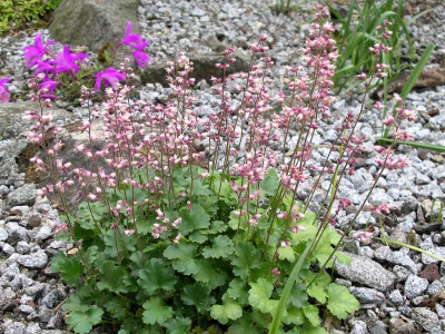 Heuchera elegans 03.05.18.JPG