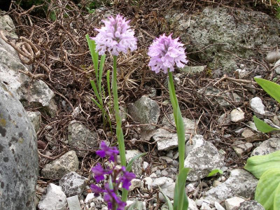 Orchis tridentata 05.05.18.JPG