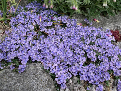 Veronica oltensis 05.05.18.JPG