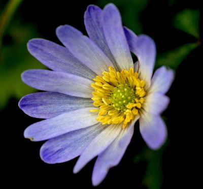 Anemone-blanda-2-b.jpg