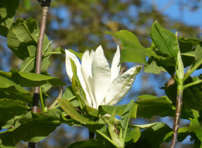 2018-05-06 Magnolia tripetala.jpg