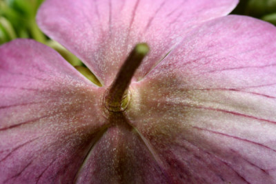 Helleborus-behind.jpg