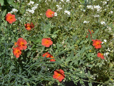 Helianthemum-Ruth.18-1.jpg