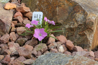 Dianthus glacialis ssp. gelidus 2018.jpg