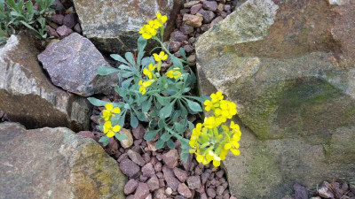 Fibigia triquetra 30.04.18.jpg