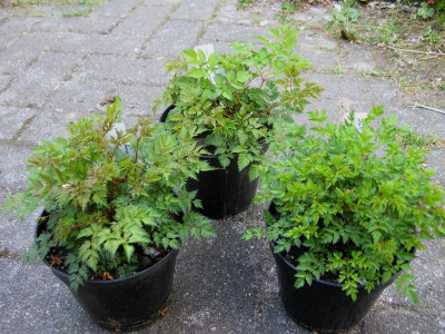 Aruncus 3.JPG