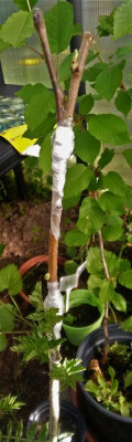IMG_20180506_085413.jpg