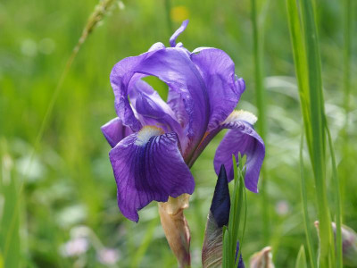 Iris germanica Dürer P5020198.JPG