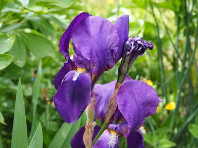 Iris germanica Hubert P5020201.JPG