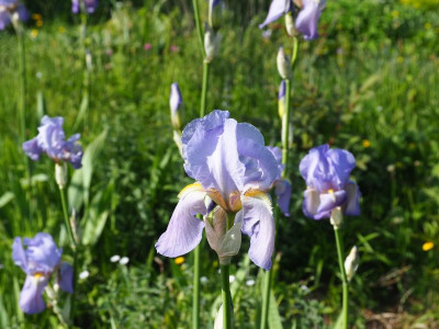 Iris pallida P5050267.JPG