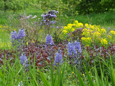 Camassia leichtlinii 'Caerulea' P5020203.JPG