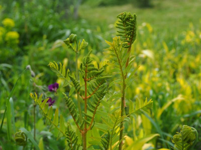 Osmunda spectabilis P5020209.JPG