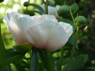 Paeonia FfM P5050254.JPG