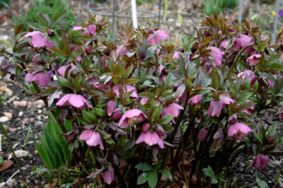 Heleborus2307.jpg